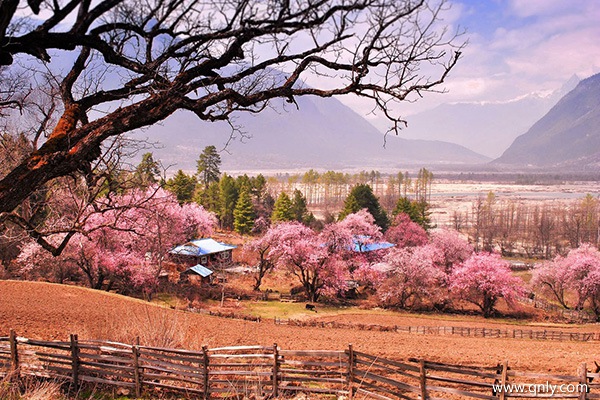 林芝三月旅游怎么樣
