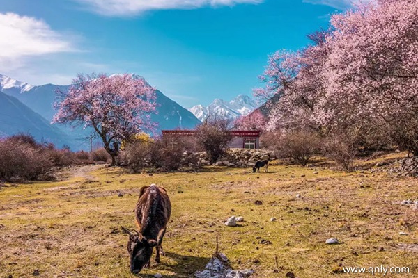 西藏旅游攻略幾月份去合適