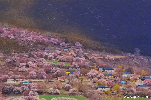 三月林芝桃花節(jié)路線