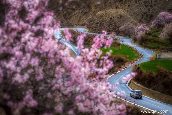3月中旬林芝的桃花開(kāi)了嗎