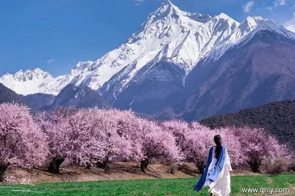 什么時(shí)候去林芝看桃花合適