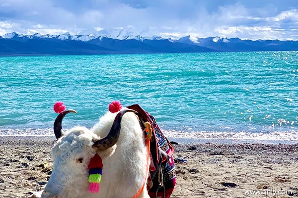 成都去西藏旅游的費用？