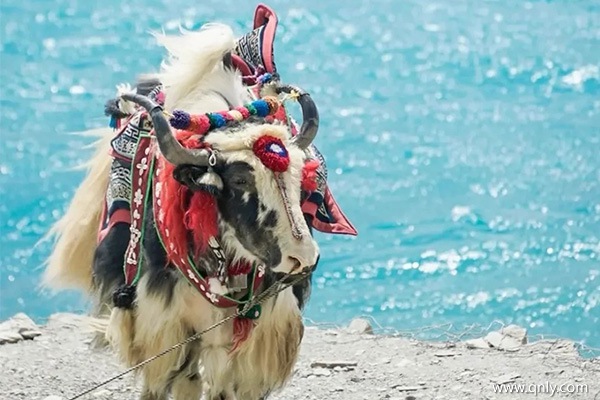 中山去西藏旅游一周大概多少錢