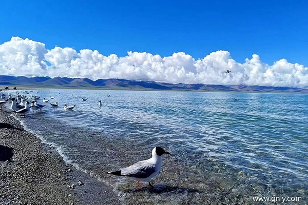 江門出發(fā)去西藏旅游一周費(fèi)用多少